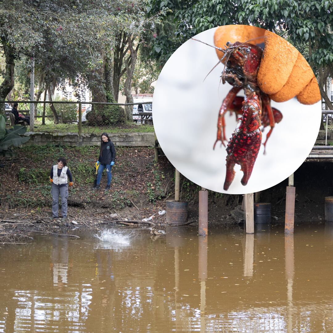 Langostinos invasores. Foto: cortesía Cornare.