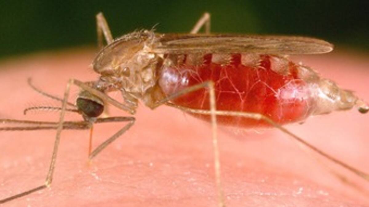 El mosquito con malaria es más propenso a picar a los humanos