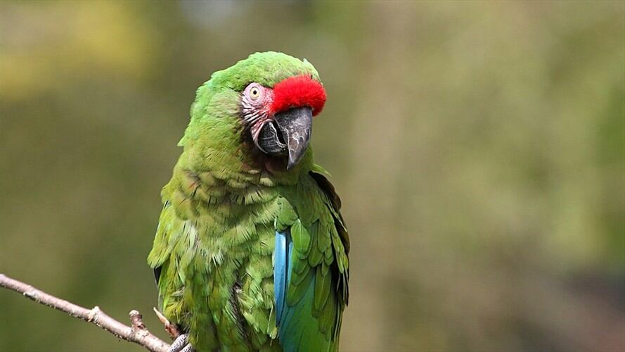 Un total de 56 animales, entre boas, tortugas, babillas y loros, habían sido víctimas del tráfico ilegal de fauna silvestre. Foto: Getty Images