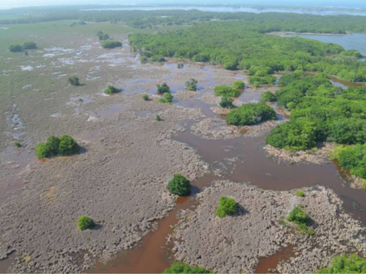 Nueva mortandad de peces en Ciénaga Grande de Santa Marta