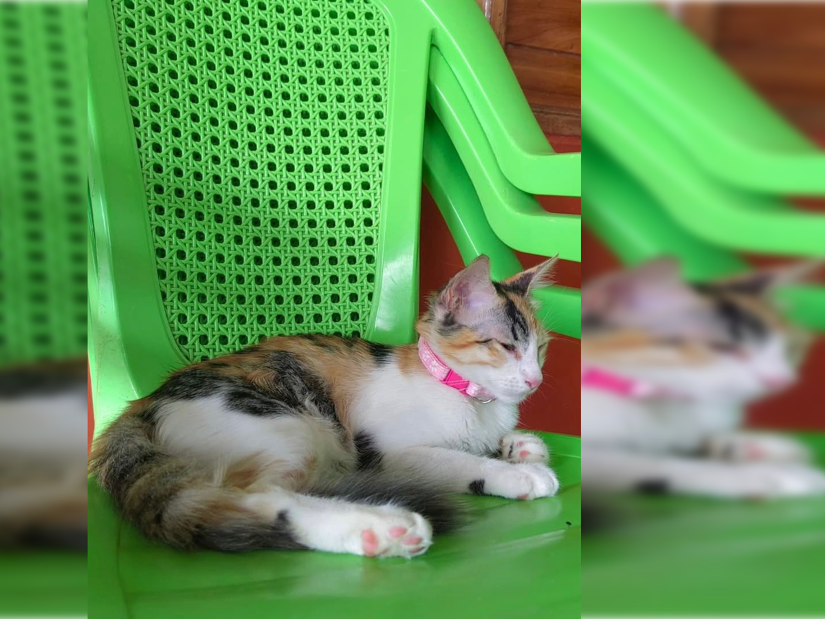 Fiscalía solicita audiencia para imputar cargos en el caso de Alana, gatita maltratada en Montería