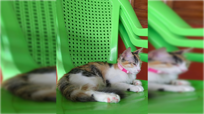 Alana, gata atacada en Montería.
