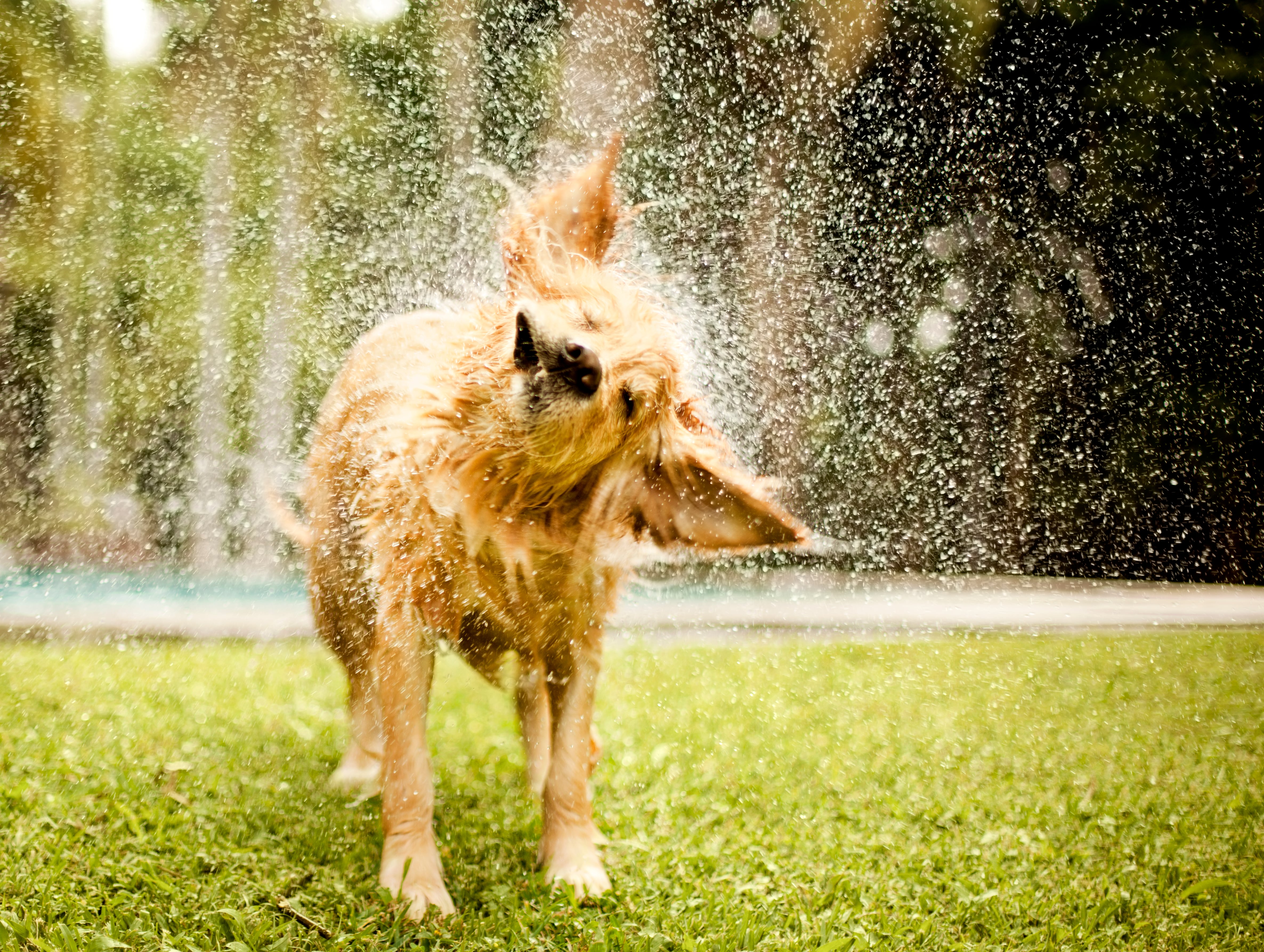 Perro mojado sacudiéndose (Getty Images).