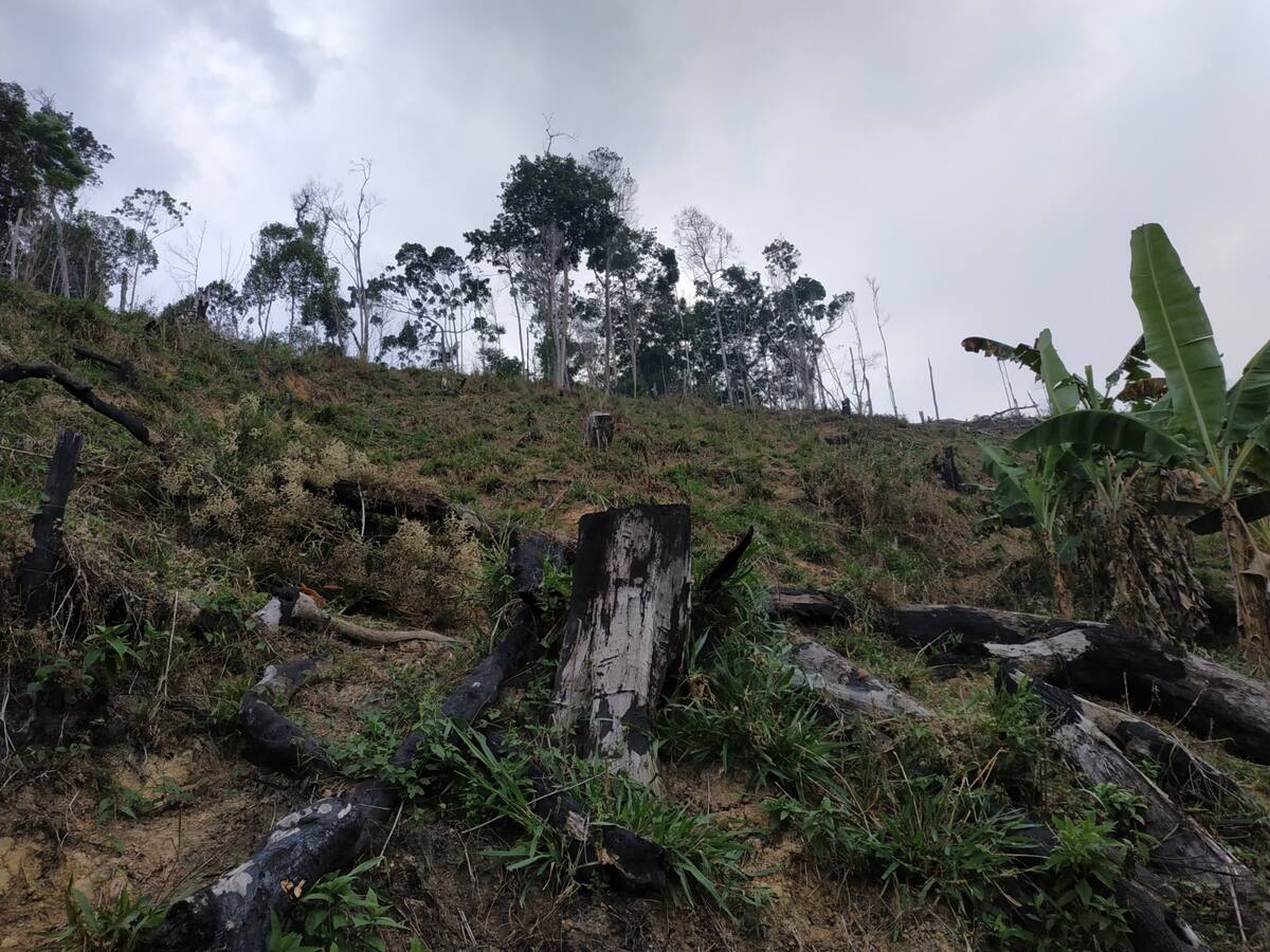 Corantioquia logra reducción del 15 % en la deforestación en su jurisdicción durante