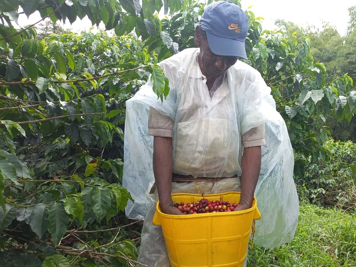 MinAgricultura anunció ampliación de municipios para el apoyo a pequeños caficultores