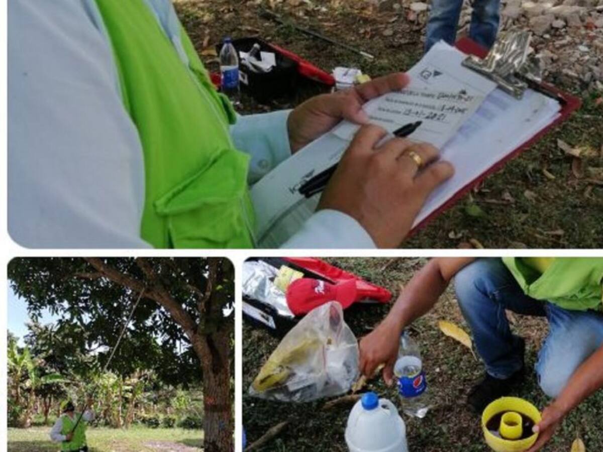 ICA realiza monitoreo para moscas de la fruta nativas y exóticas en Bolívar