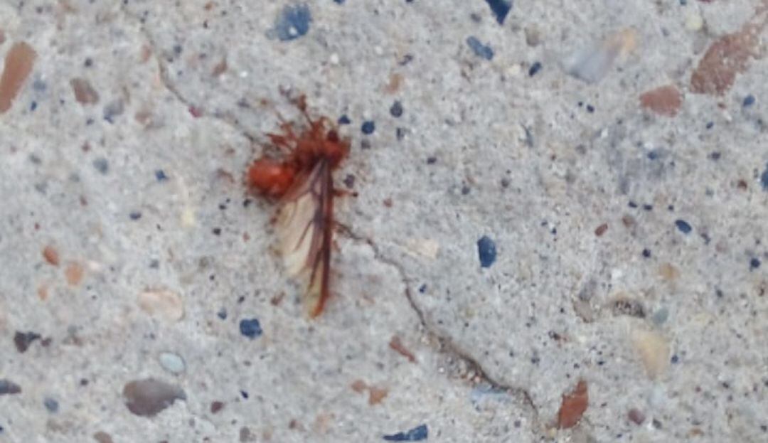 El Establecimiento Público Ambiental aseguró que estos animales no son un peligro y se trasladan en busca de apareamiento