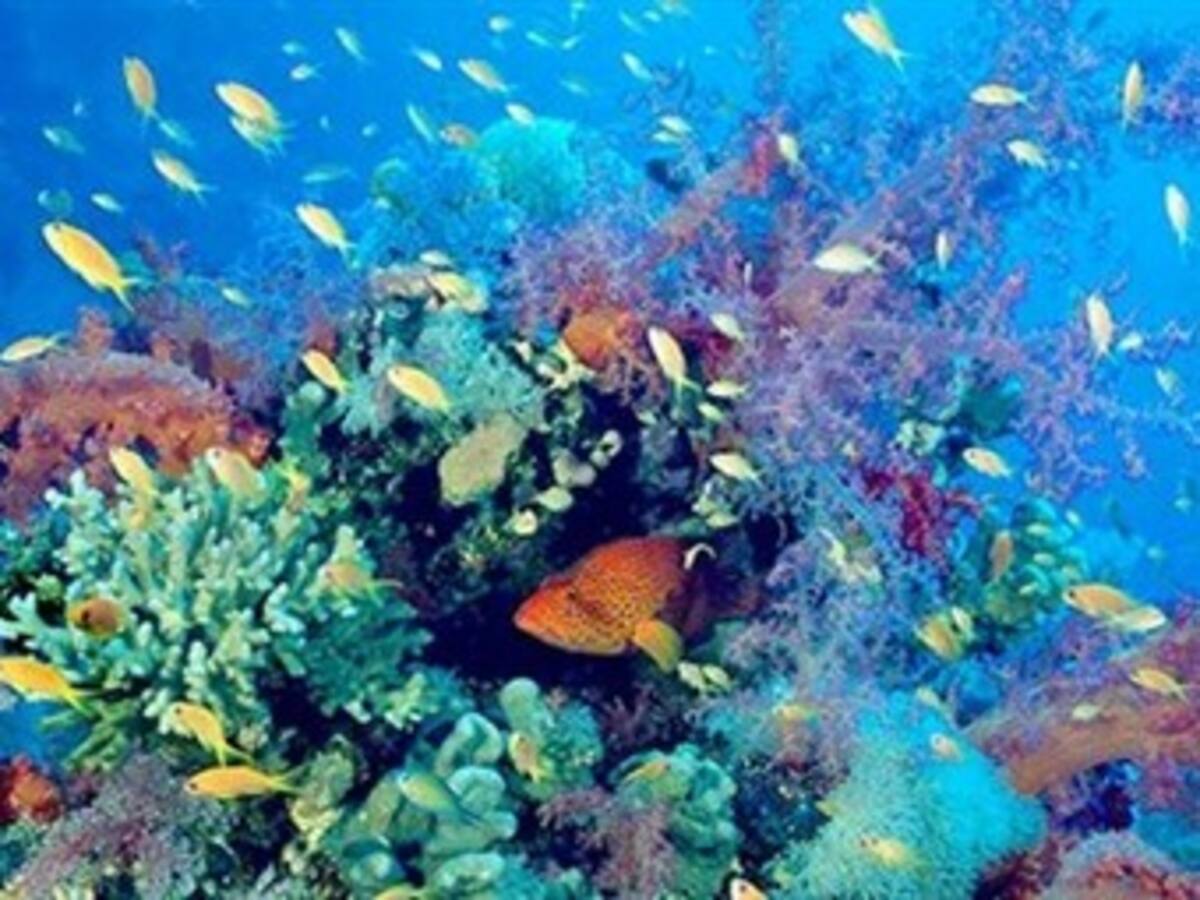 Brasil, Colombia y Perú innovaron con iniciativas a favor de la biodiversidad