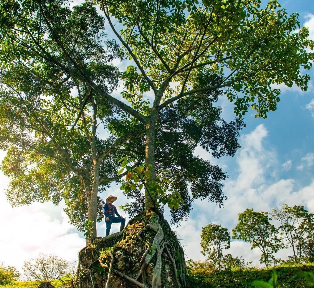 La CAM invita a los huilenses a postular árboles emblemáticos que puedan ser declarados Monumento Natural en 2026.