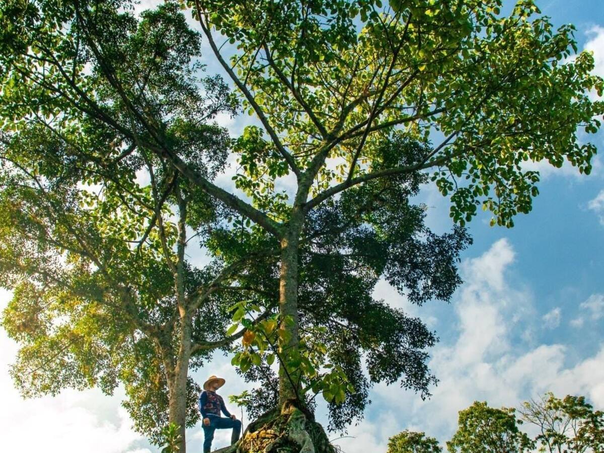 Huilenses podrán postular árboles para ser Patrimonio Natural en 2026