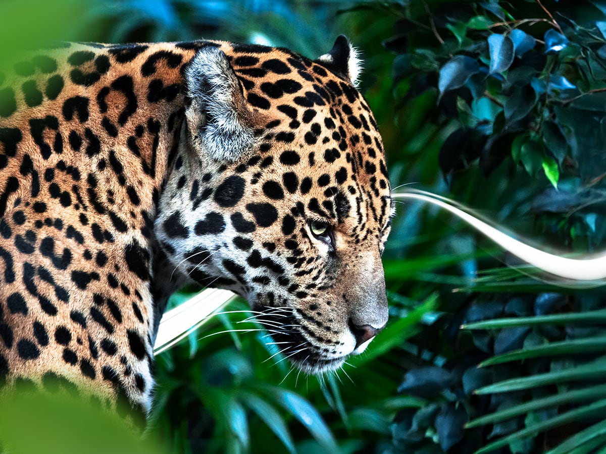 Cortesía: ISA INTERCOLOMBIA.