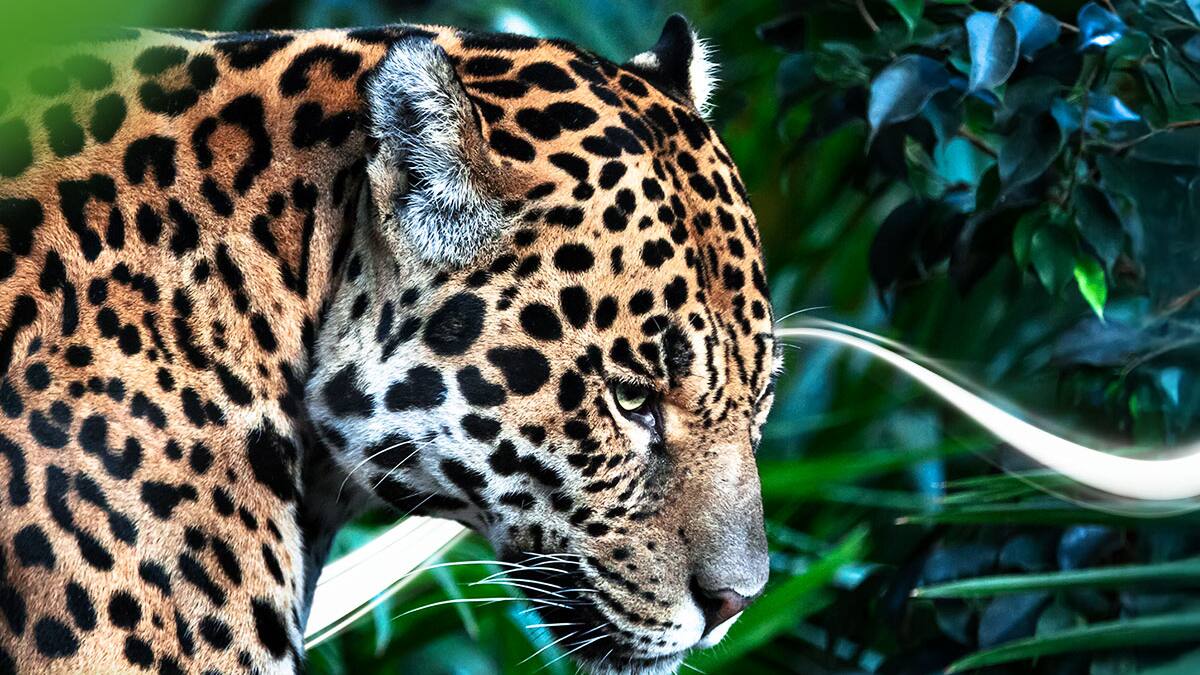 ISA reafirma su compromiso con la sostenibilidad, a través de su programa Conexión Jaguar.