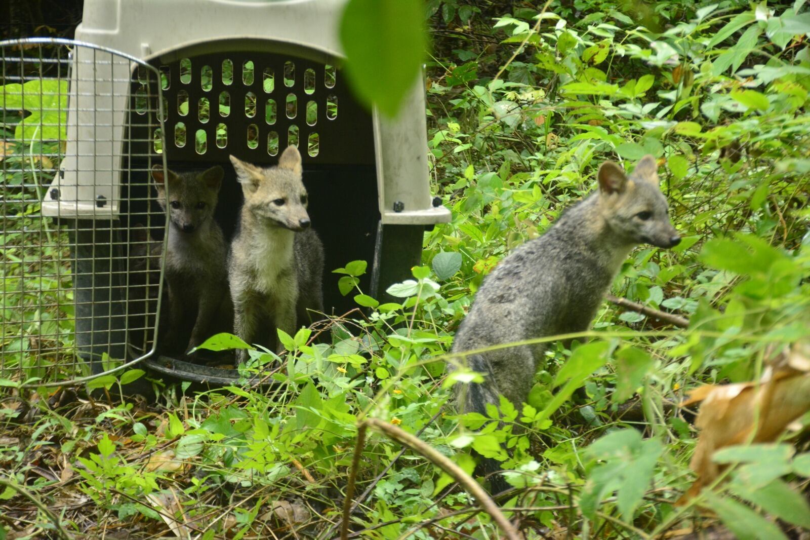 Fauna Silvestre/Imagen suministrada por Cortolima