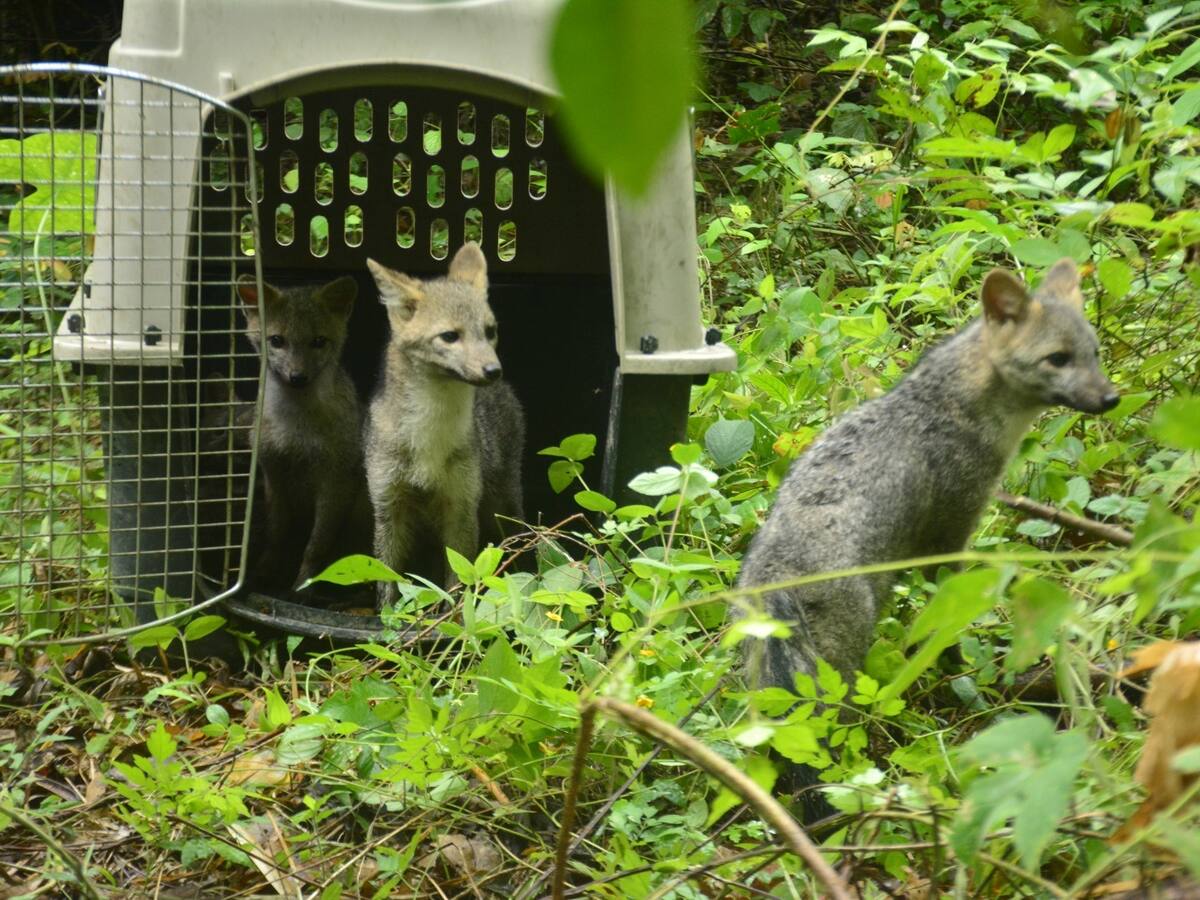 Ibagué acogerá evento PreCOP sobre conservación de vida silvestre