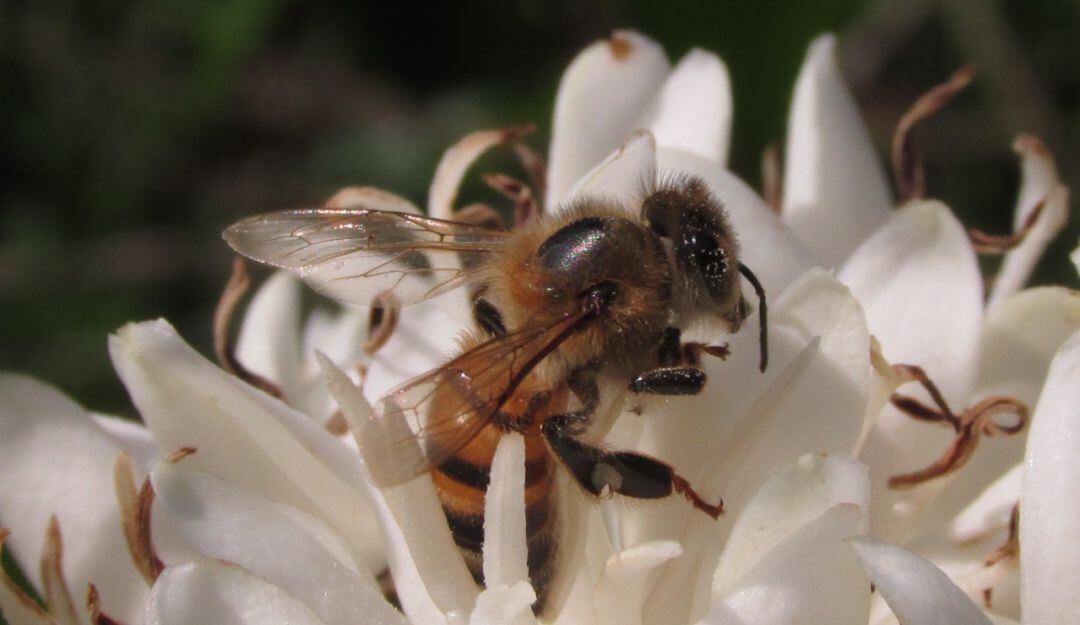 Abeja captada durante el estudio sobre la relación abejas - café