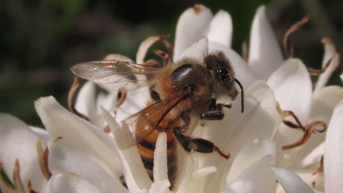 Noventa especies de abejas frecuentan los cultivos de café en Colombia