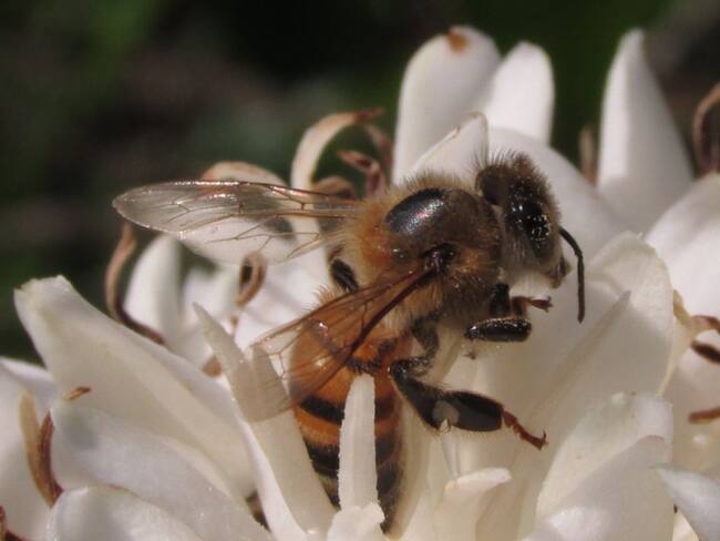 Abeja captada durante el estudio sobre la relación abejas - café