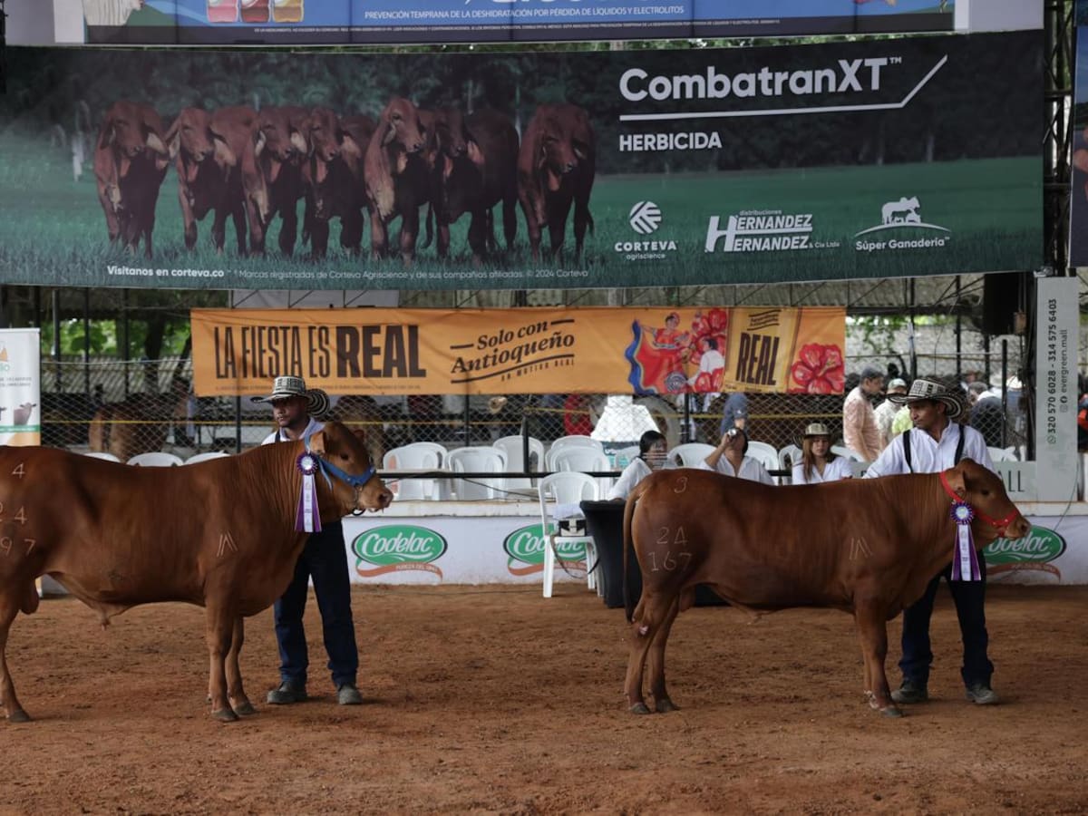 Gobernador Erasmo Zuleta confirma la fecha oficial para la Feria Nacional de la Ganadería 2026