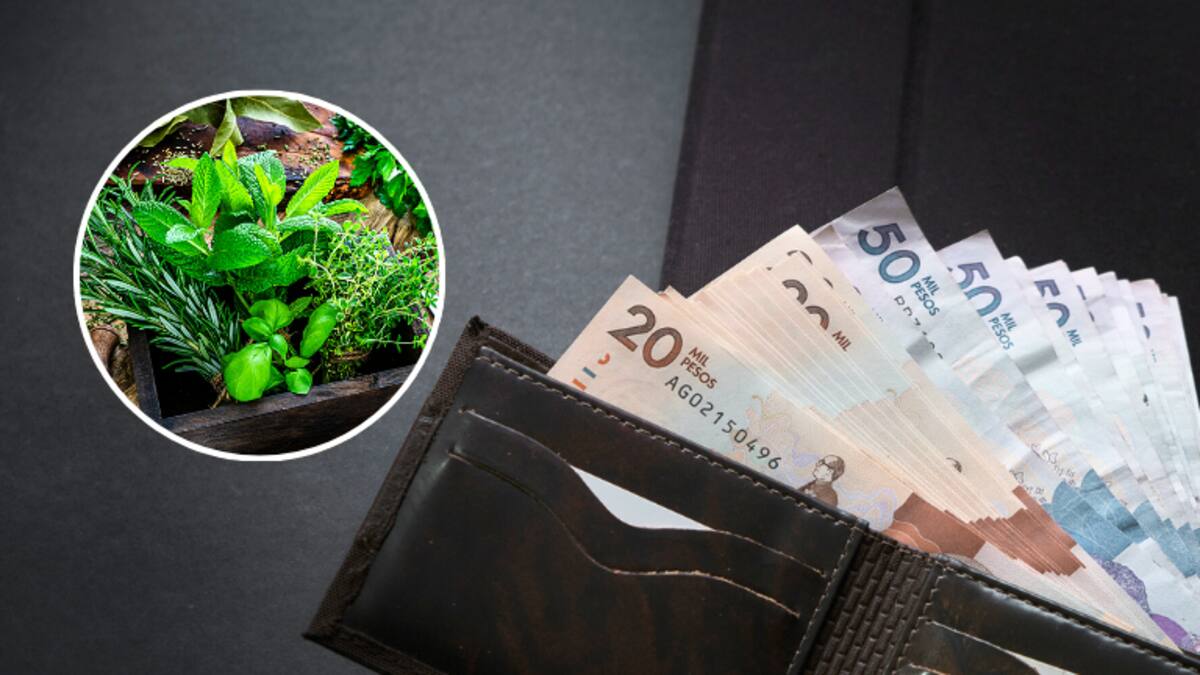 La planta que debe llevar en su billetera para atraer el dinero, ¿en dónde ubicarla?