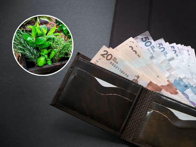 Planta que atrae dinero y prosperidad si se coloca en la billetera  (Getty Images)