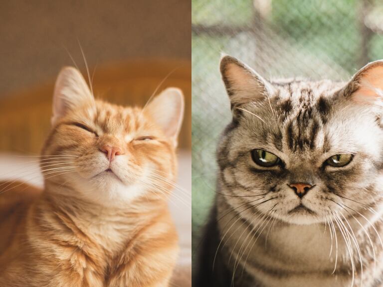 ¿Cómo saber si un gato está feliz o triste? 5 señales para detectarlo  - Getty Images