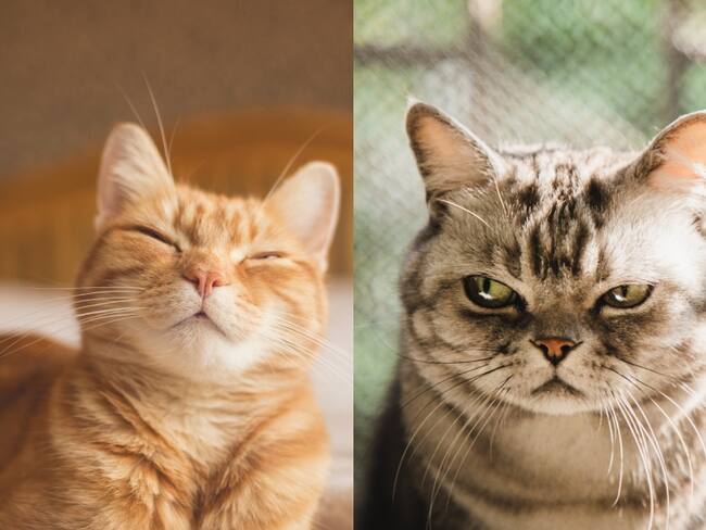 Señales para saber si un gato está feliz o enojado  - Getty Images