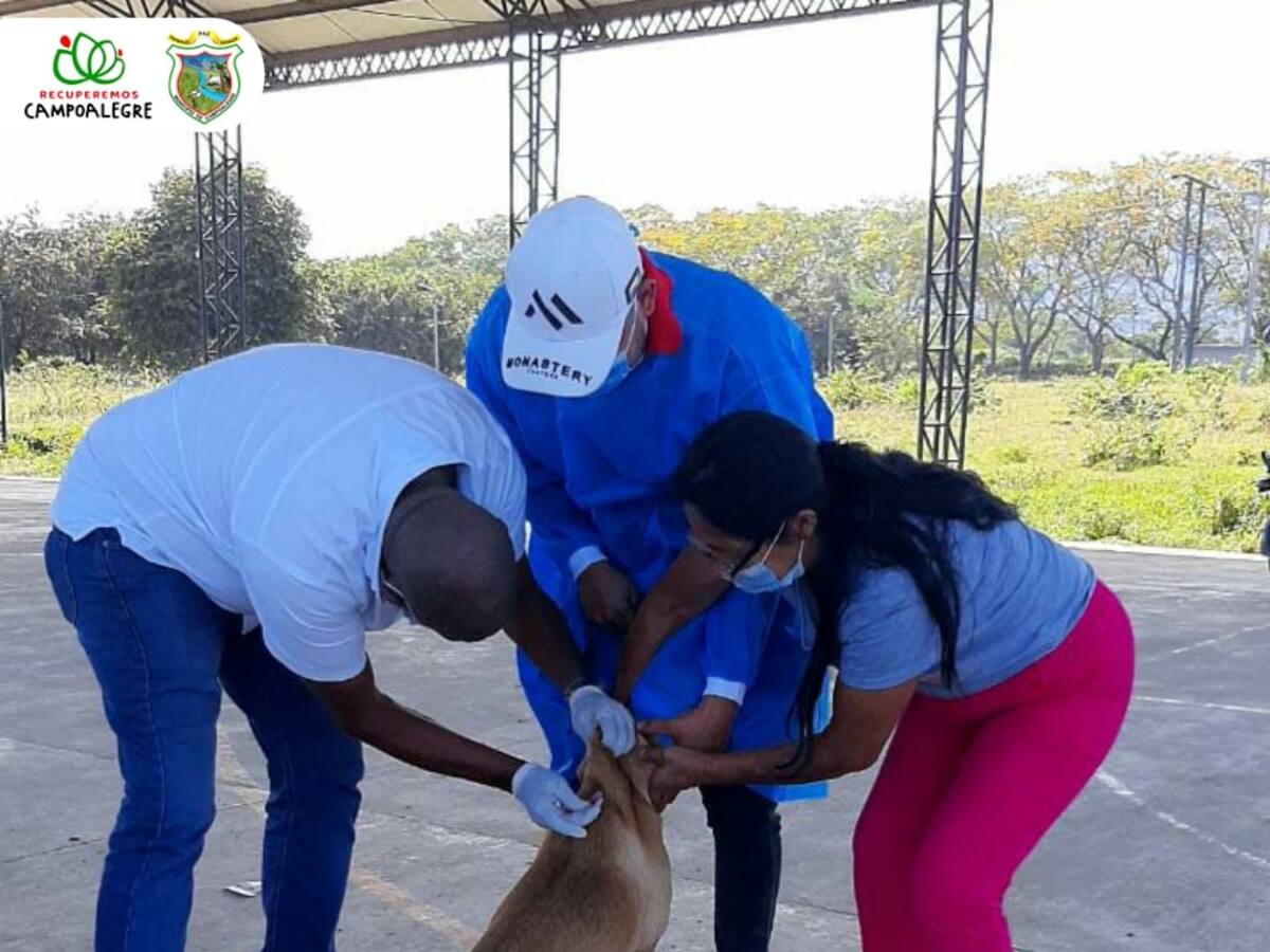 Avanzan jornadas de esterilización animal en el norte del Huila