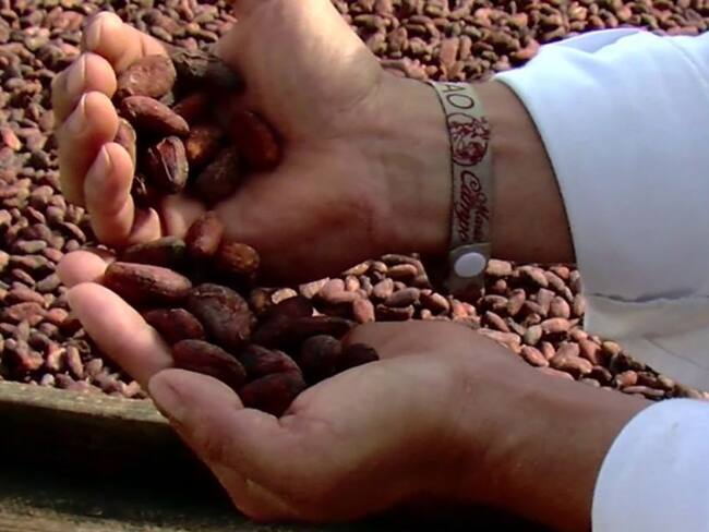 Cacaoteros del Huila estudian inglés para internacionalizar sus productos