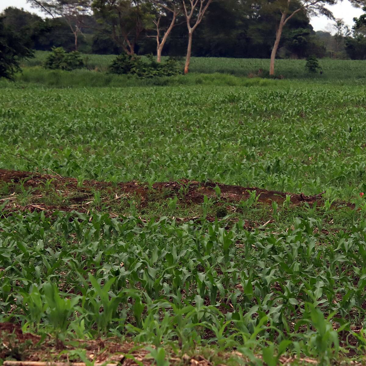 Corte Constitucional da luz verde a la Jurisdicción Agraria y Rural en Colombia