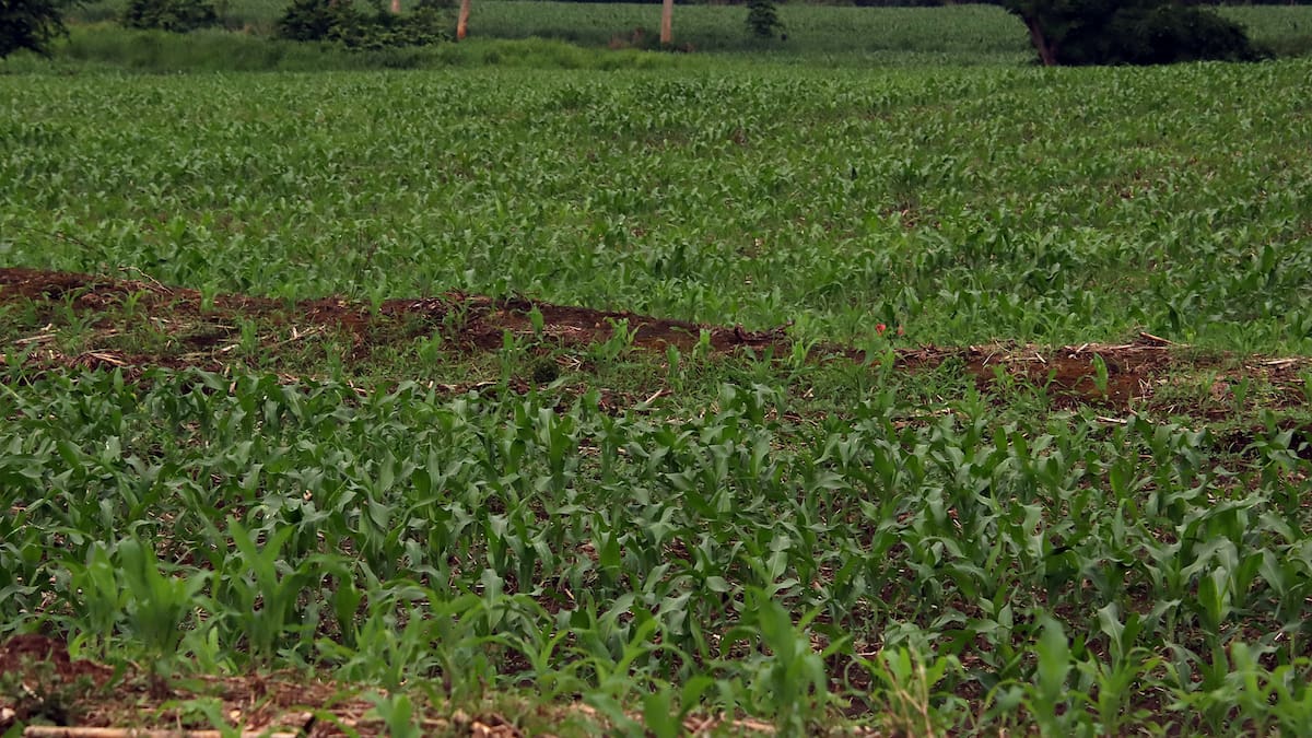 Corte Constitucional da luz verde a la Jurisdicción Agraria y Rural en Colombia