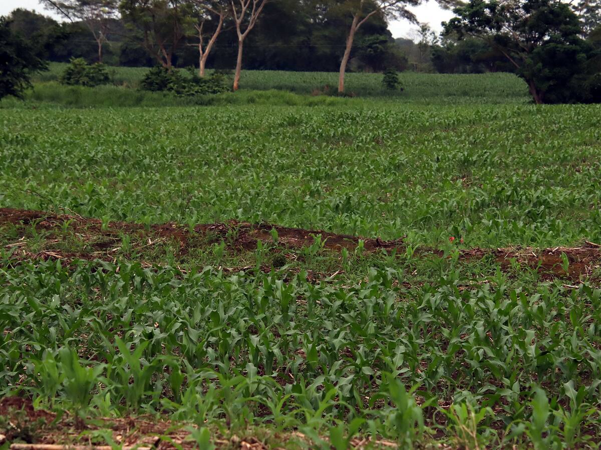 El ministerio de Agricultura destina $ 77.000 millones para compra de insumos