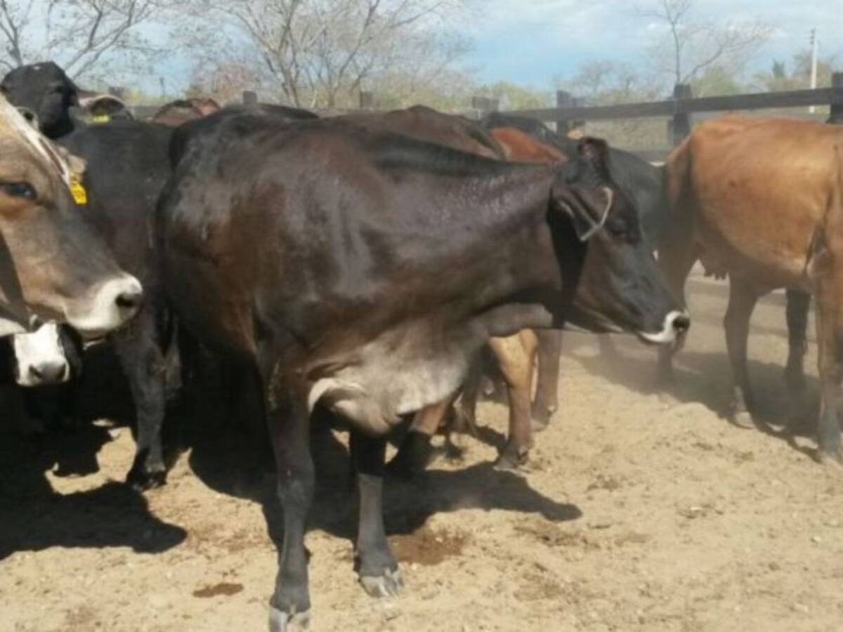 Consumo de queso ha bajado en Tolima