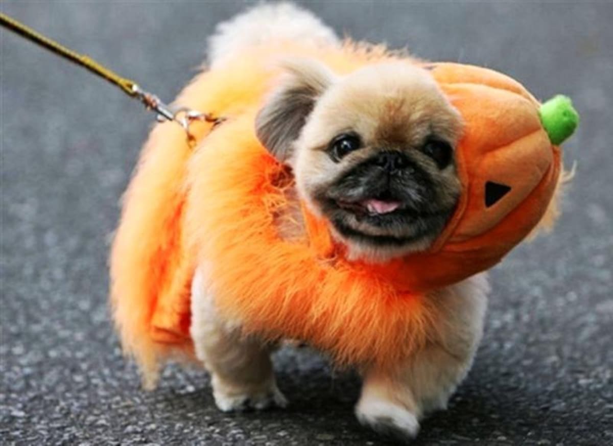 Las personas no dudan en vestir a sus mascotas el día de Halloween. Tanto ellos como los espectadores disfrutan, tanto así que participan en concursos.