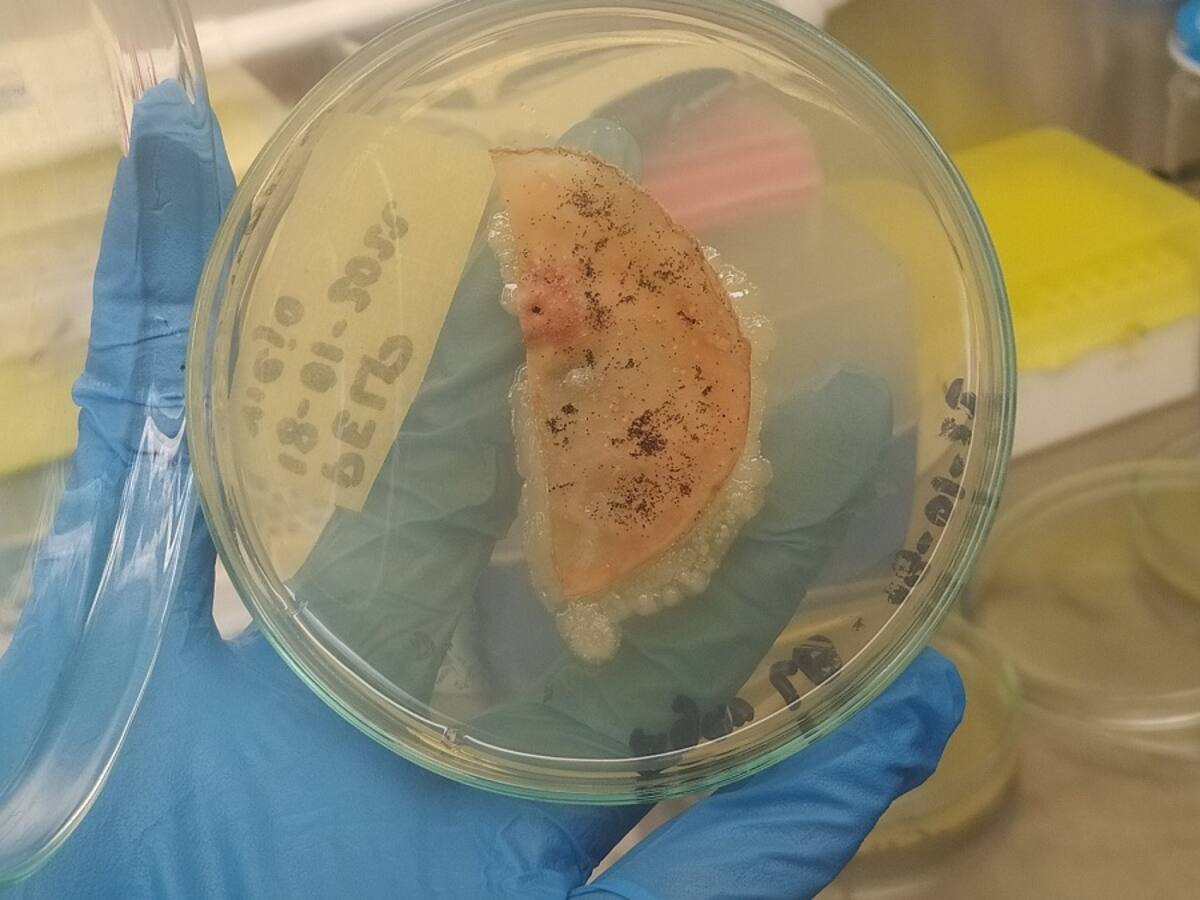 Bacterias de la Antártida podrían ayudar a eliminar residuos plásticos