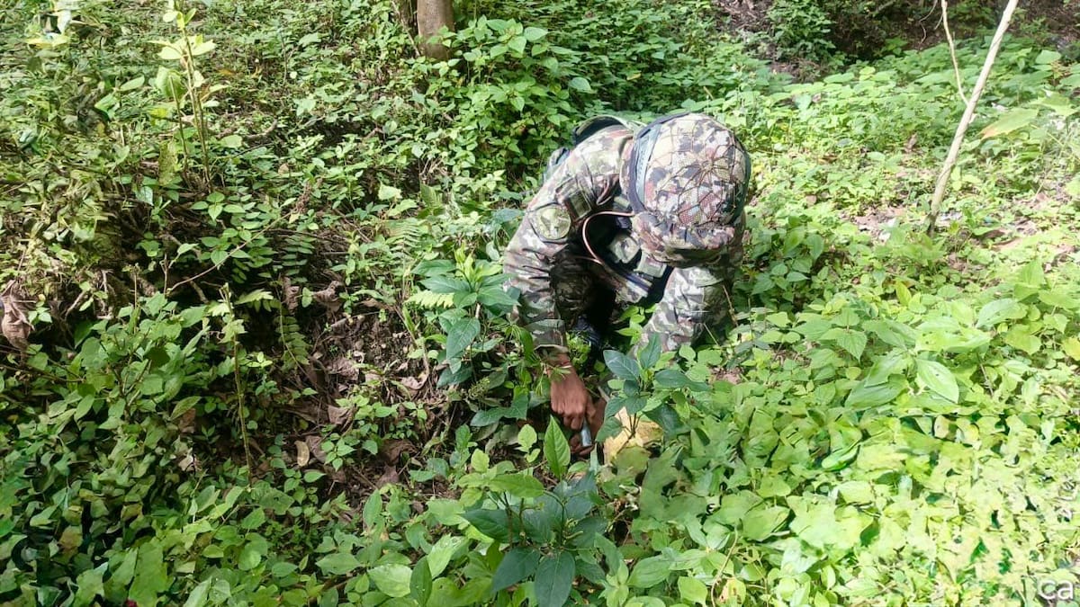 Frustran ataques terroristas en el sur y oriente del Cauca con la destrucción de explosivos