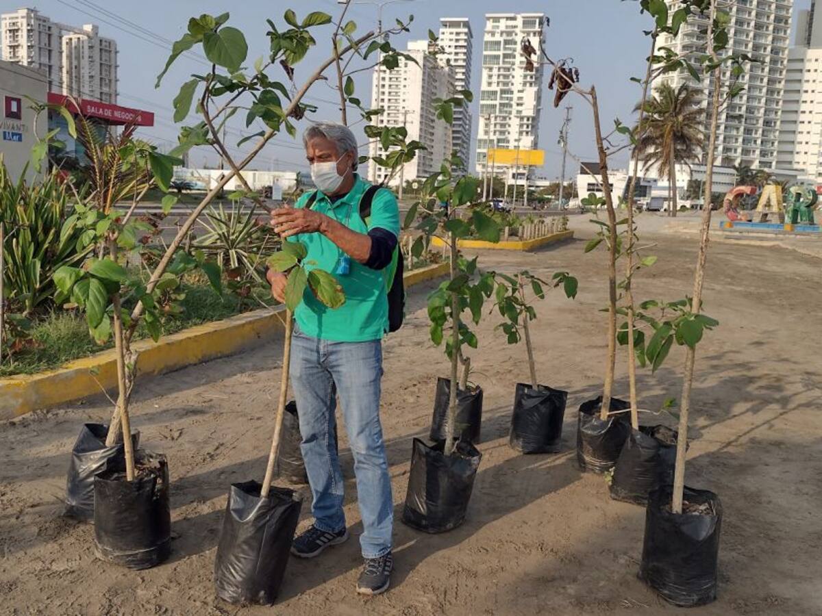 El 'bosque' cerca del mar en Cartagena