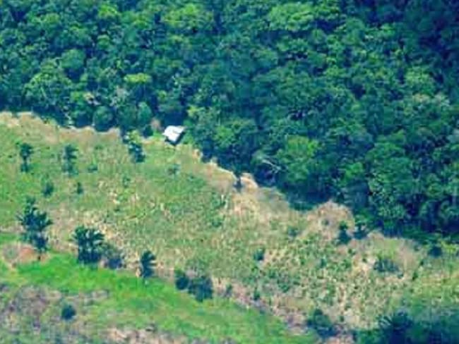 Colombia, uno de los países con mayor destrucción de selvas tropicales