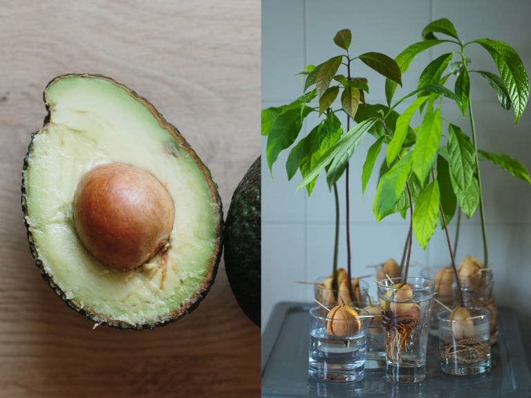 Cómo sembrar el aguacate en casa, imágenes de referencia // Getty Images