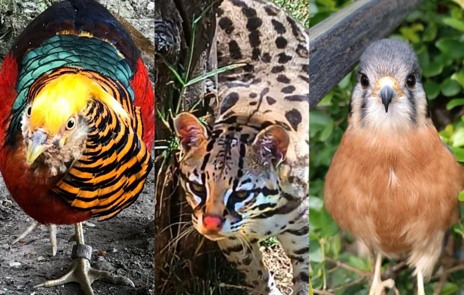 Estos son los ejemplares que fueron hurtaros del zoológico Guatika - Foto: Suministrada