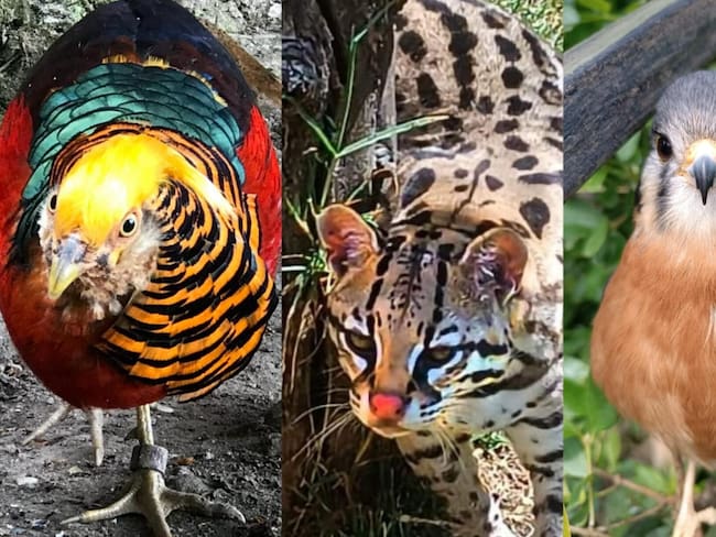 Estos son los ejemplares que fueron hurtaros del zoológico Guatika - Foto: Suministrada
