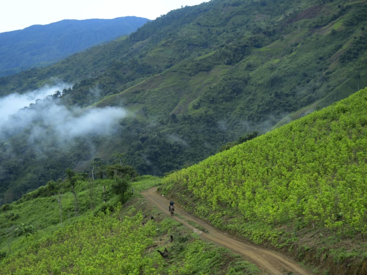 Regresa la fumigación aérea en lucha antidrogas