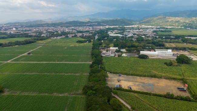 Entre las especies más destacadas se encuentran samanes, ceibas, piñón de oreja, guayacán, carboneros y cámbulos, entre otras.