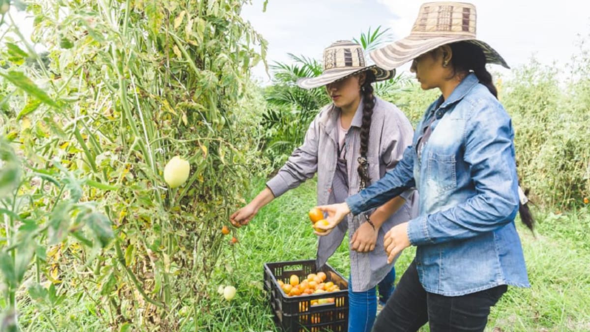 Campesinos del Cesar acuden a plataforma para vender mejor sus productos