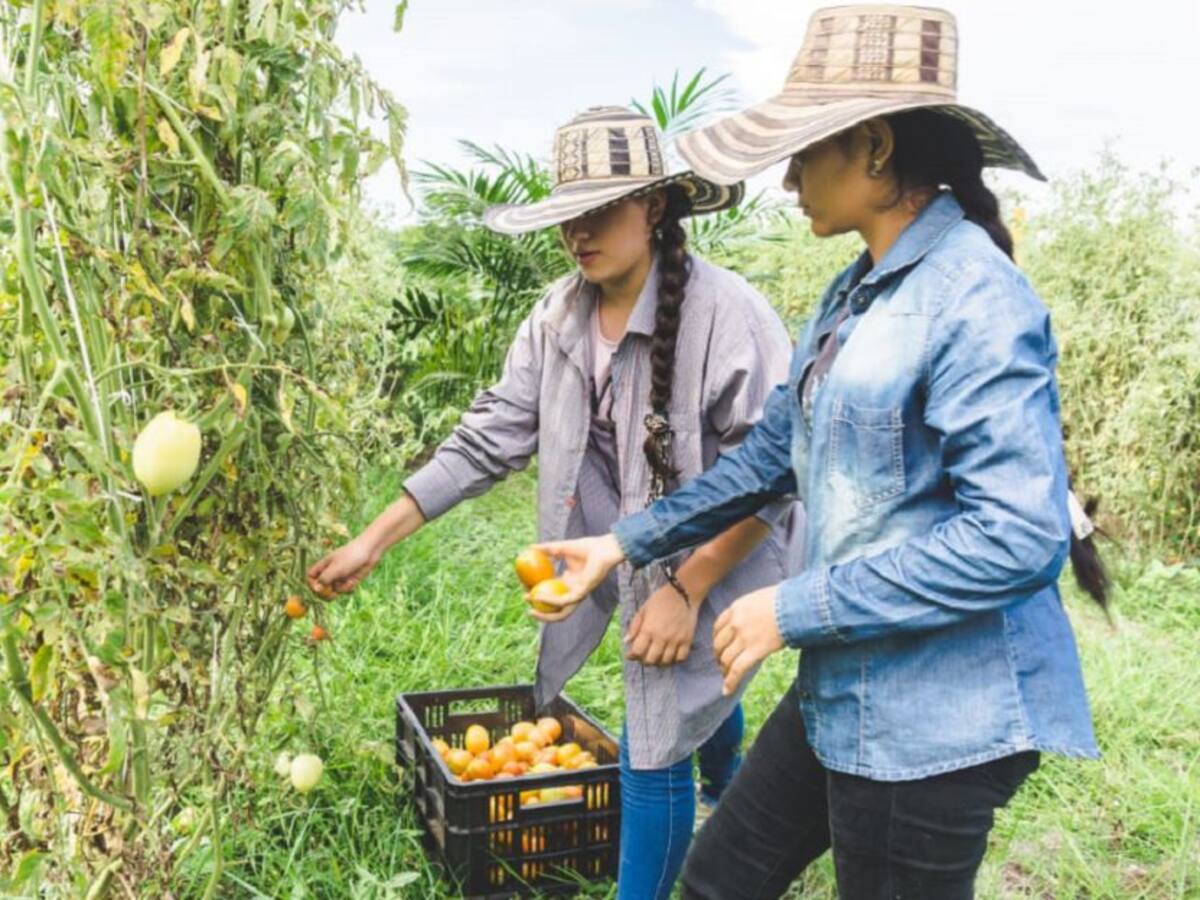 Campesinos del Cesar acuden a plataforma para vender mejor sus productos