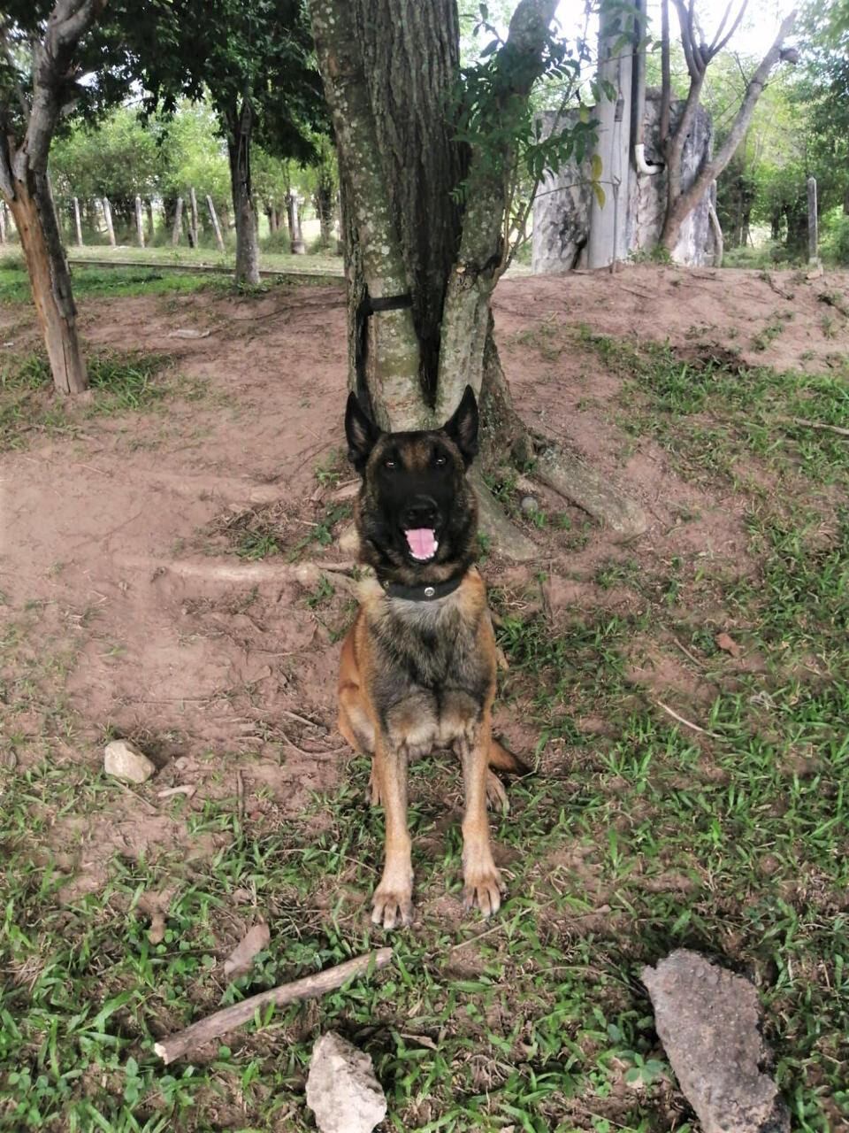 Sansón fue trasladado a una clínica veterinaria especializada donde le amputaron la pata afectada. Foto: Cortesía.