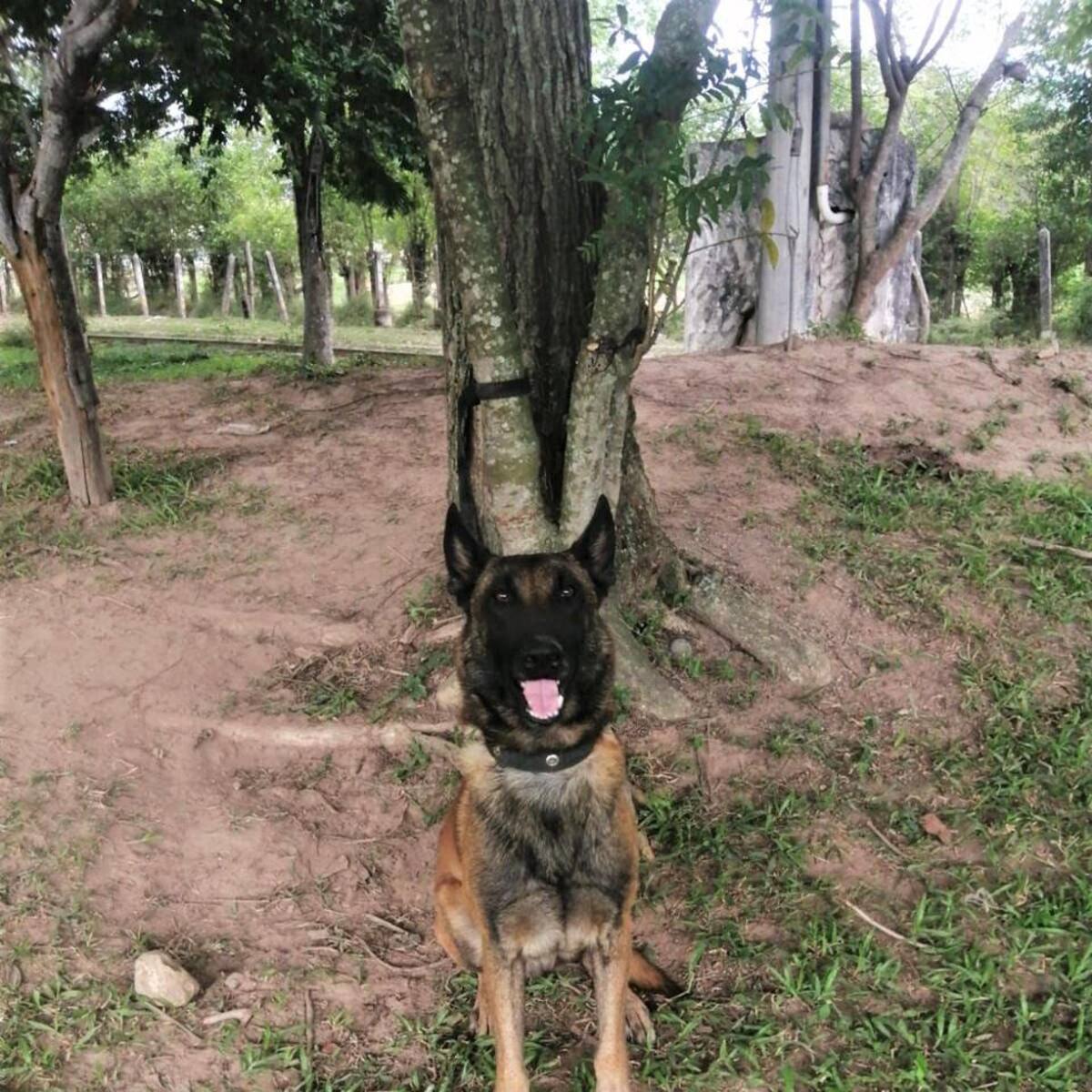 Perro antiexplosivos del Ejército perdió una pata al activar una mina antipersonal del ELN en Yondó