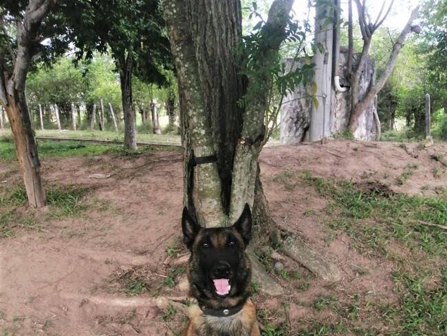 Sansón fue trasladado a una clínica veterinaria especializada donde le amputaron la pata afectada. Foto: Cortesía.