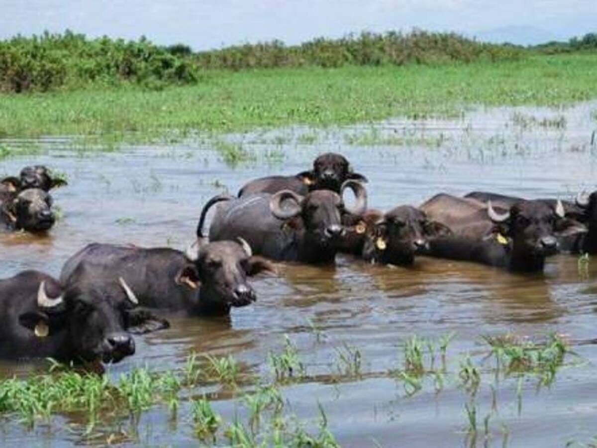 Prohíben el ingreso de búfalos en fuentes hídricas de Santander