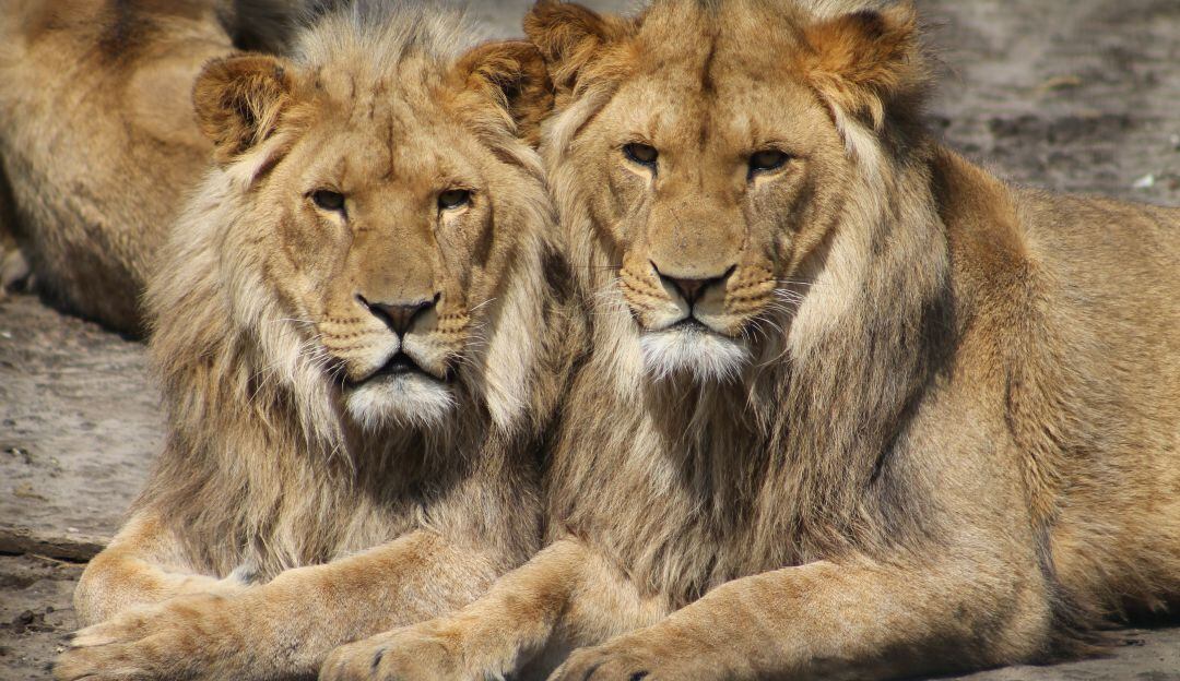 Hombre casi pierde la mano al acariciar a un león