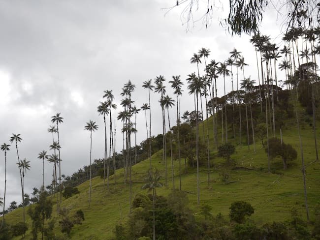 Bosque de Palma de Cera en Cajamarca, Tolima-Comité Ambiental del Tolima/Cortesía